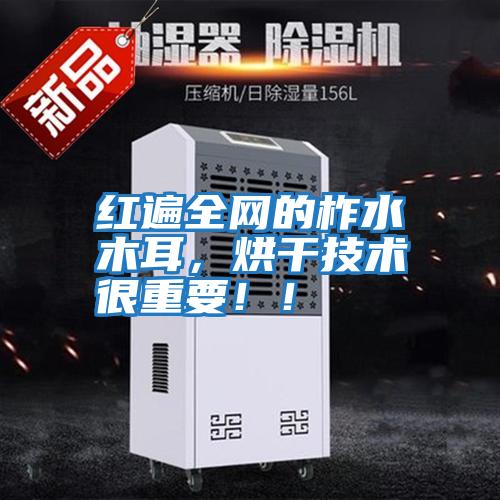 紅遍全網(wǎng)的柞水木耳，烘干技術(shù)很重要！！