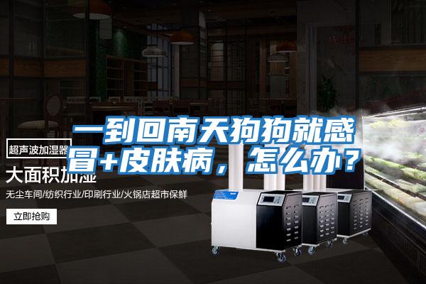 一到回南天狗狗就感冒+皮膚病，怎么辦？